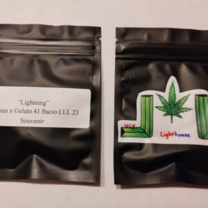 Lightning (Pegasus x Gelato 41 Bacio LLL 23)