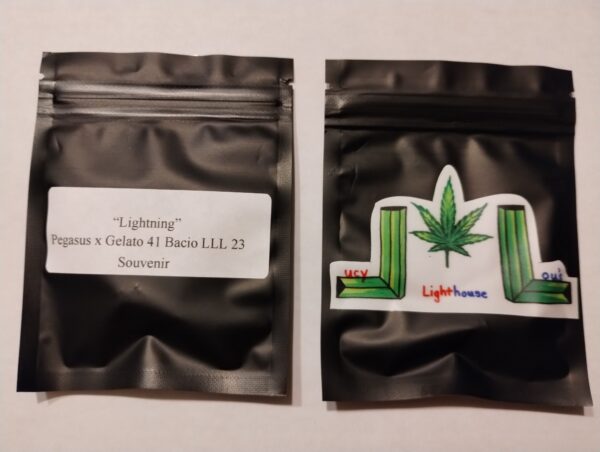 Lightning (Pegasus x Gelato 41 Bacio LLL 23)
